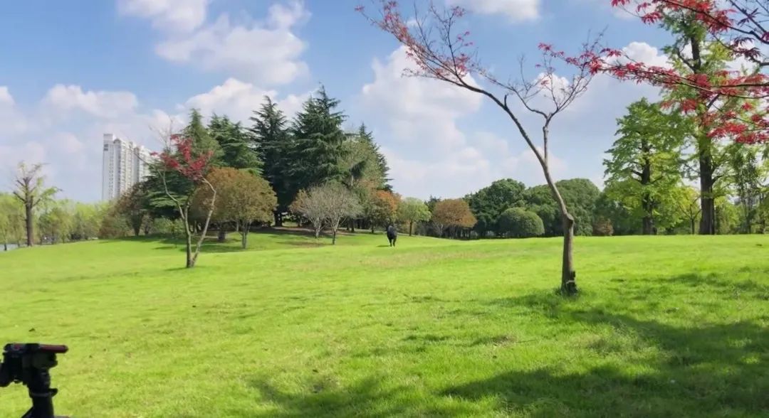 2022年上海遛狗圣地,2021上海遛狗圣地