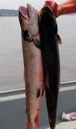 黑龙江五大名鱼,黑龙江最顶级的鱼