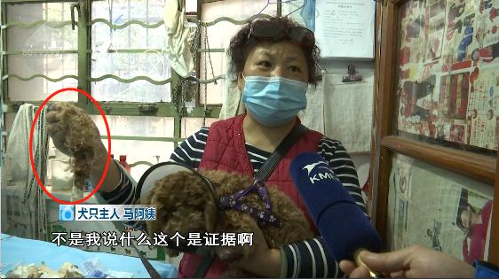 泰迪前腿残疾训练,残疾泰迪能收留吗