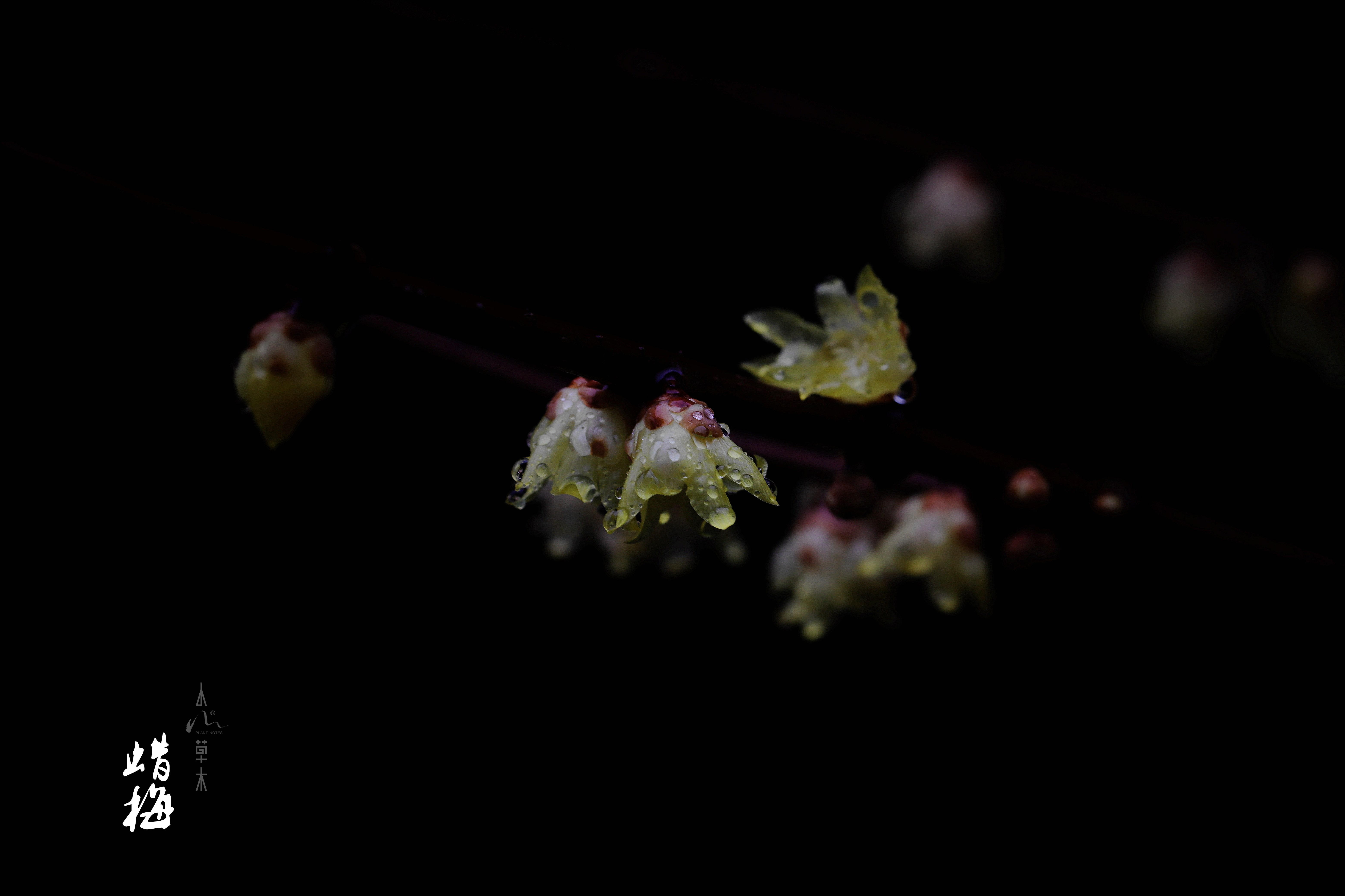 蜡梅|故人未寄岭头信，先报江南春意来