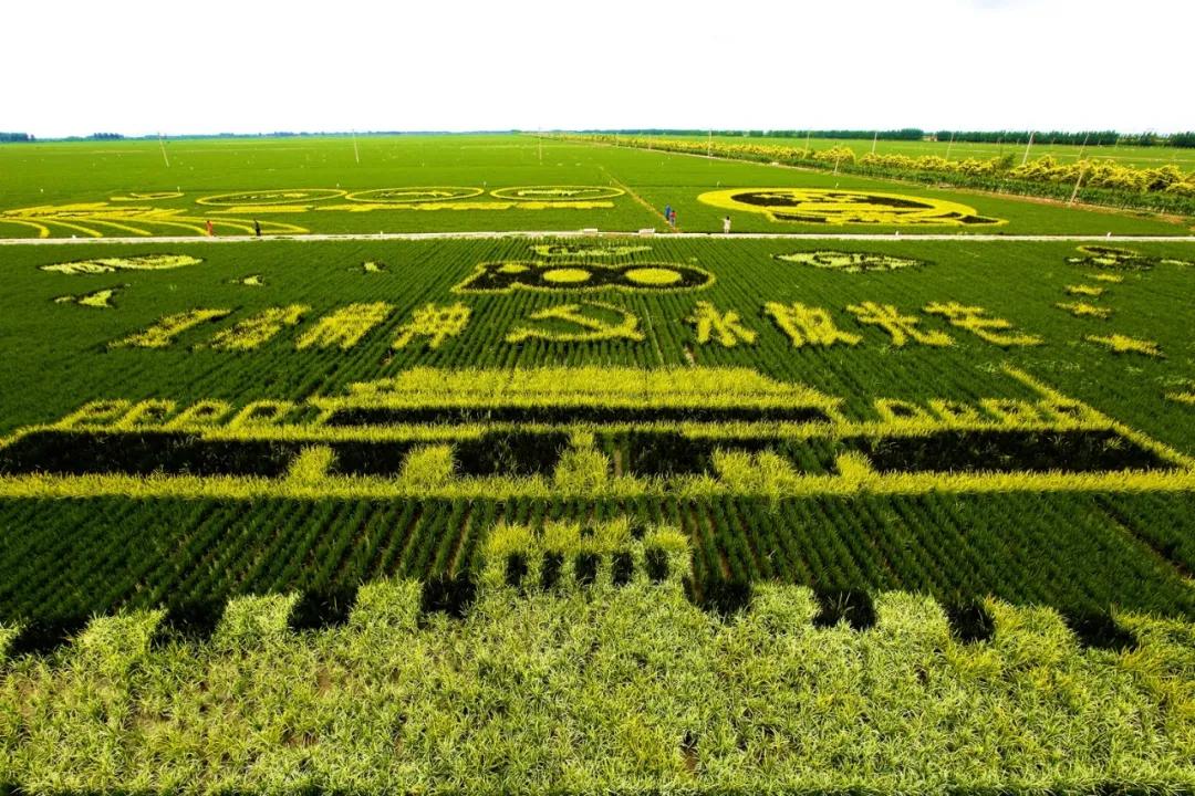 津门网金熙男:最美的稻田