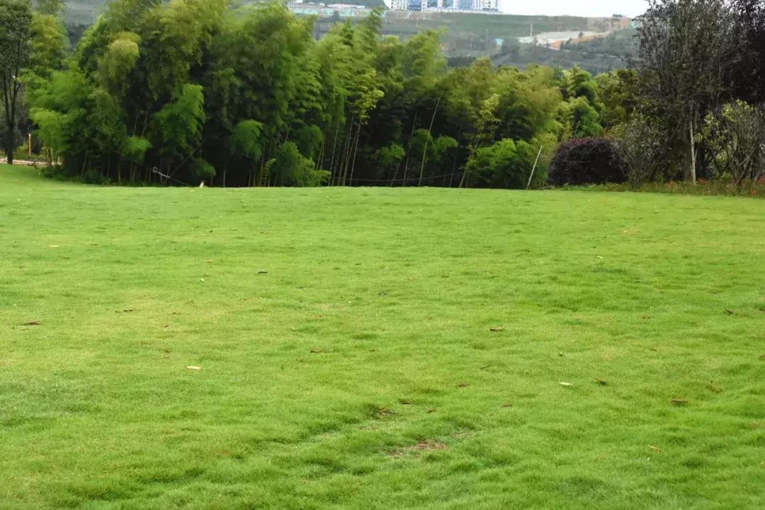 打卡金海湖湿地公园,金海湖湿地公园一日游攻略