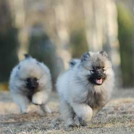 每日一犬---荷兰毛狮犬