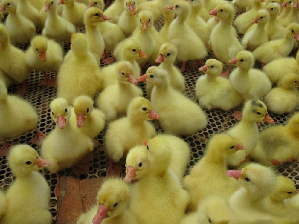 鹅拉白色稀粪是什么原因,鹅拉白色的屎怎么回事