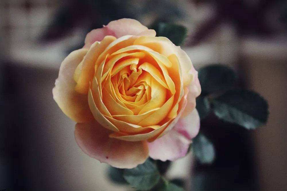 一篇文章带你认识三亚40种花,鲜花图鉴一次性认识30种玫瑰花