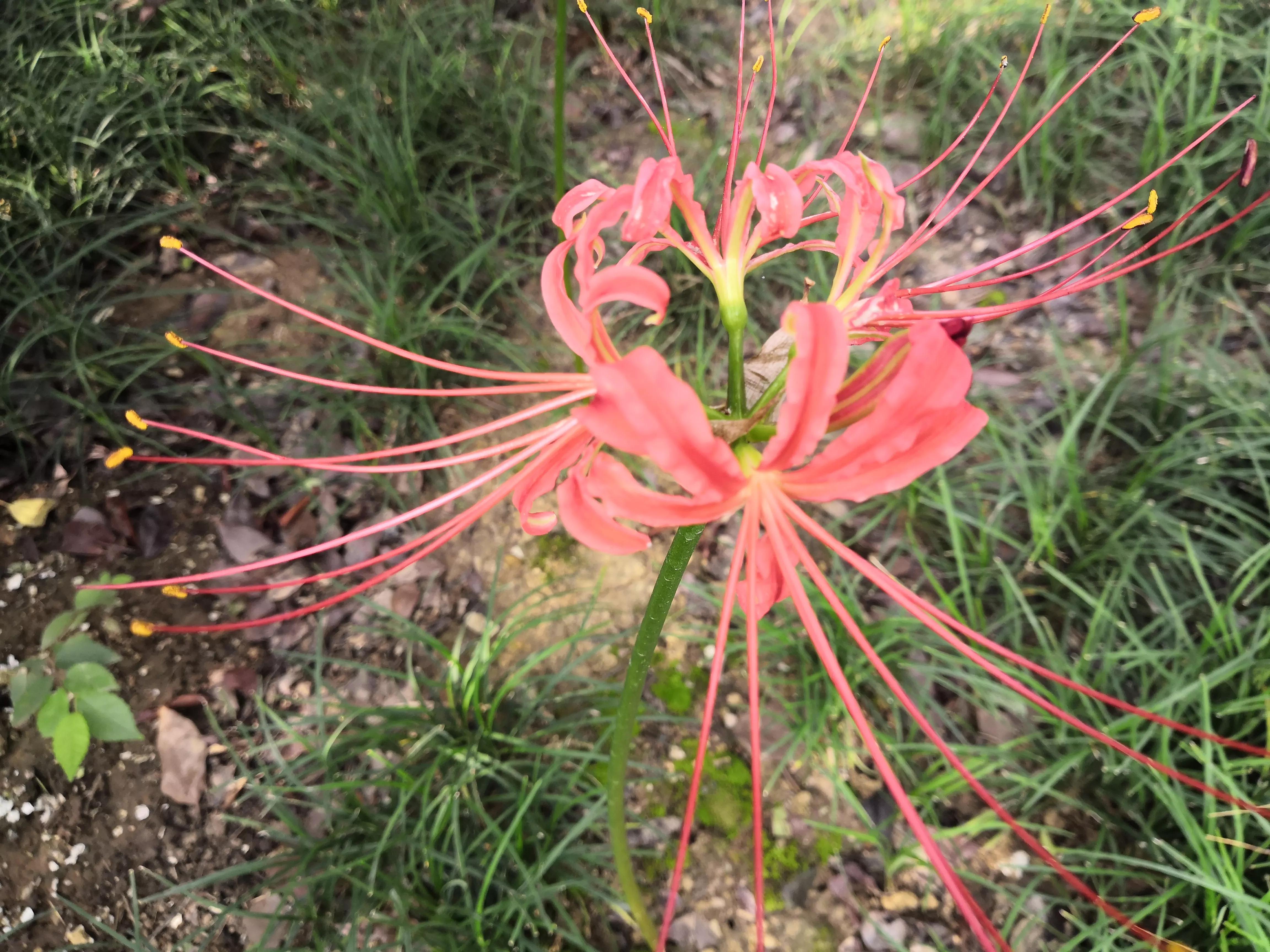 曼珠沙华有毒吗怎么养 (曼珠沙华有毒吗可以治吗)