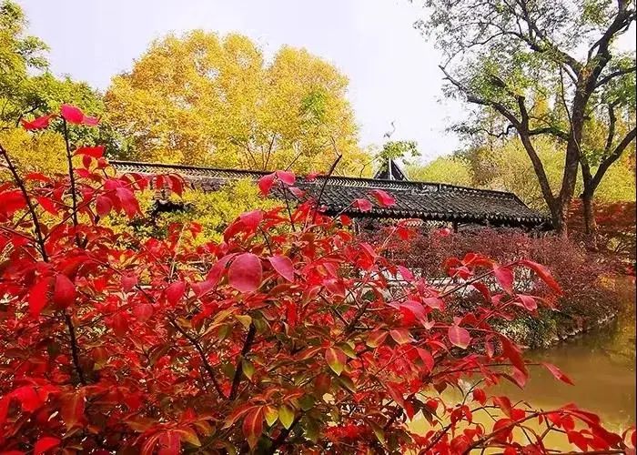 深秋回暖，安排！沪上各区的深秋美景，你准备好打卡了吗？
