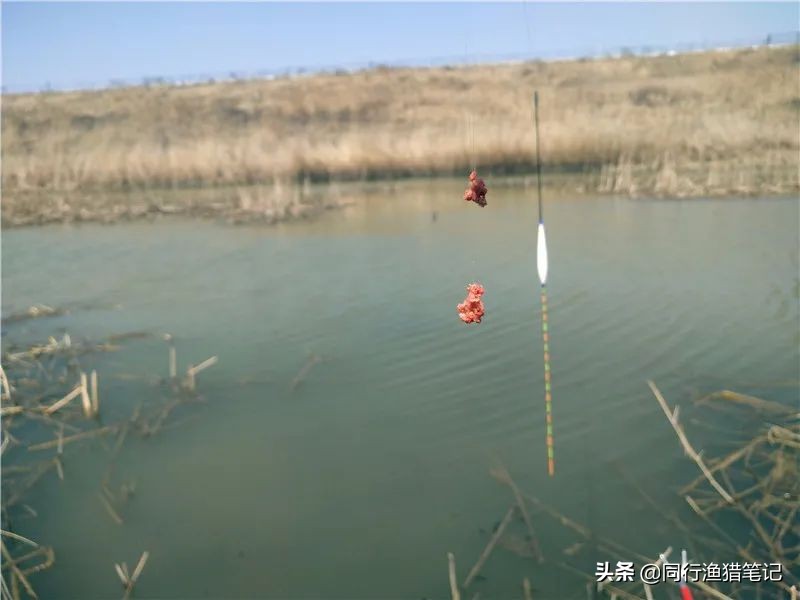 迎着倔强的西南风，抓耳挠腮与网工抢鱼，哪里说理儿去