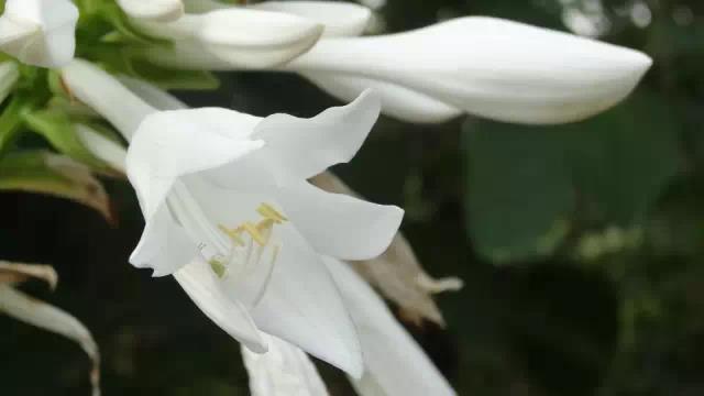 奇花异草图片,奇花异草的赞美句子