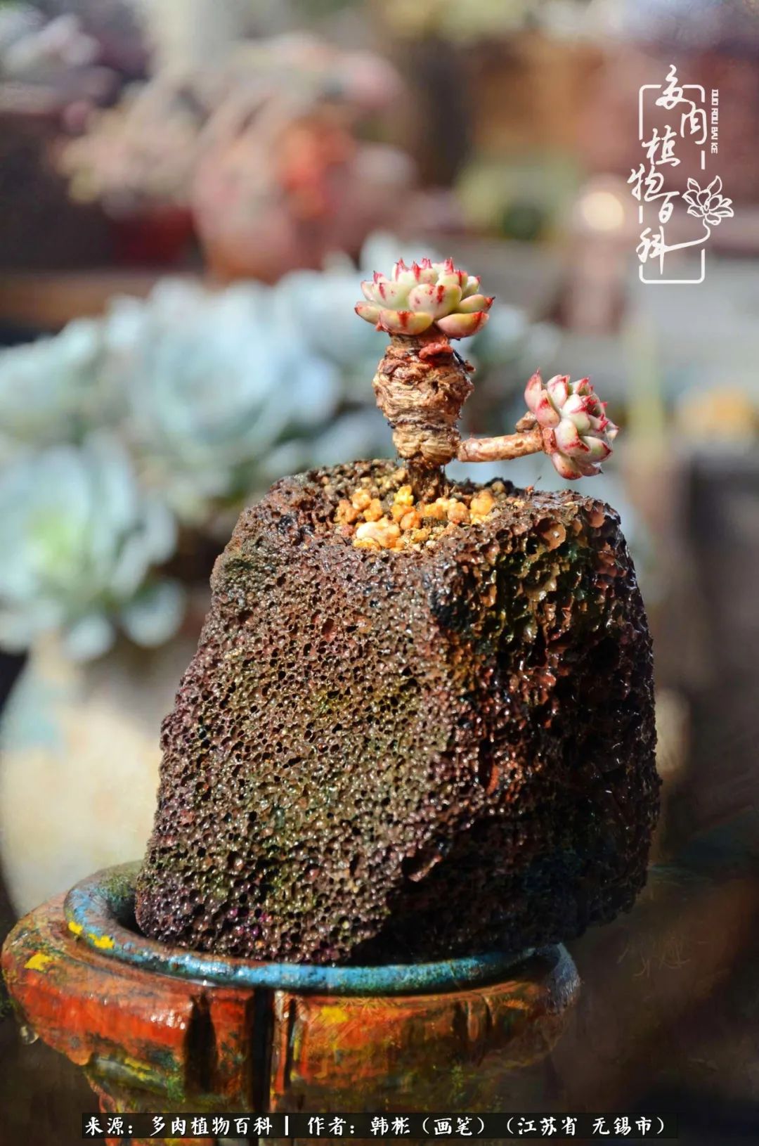 听音乐赏多肉,听音乐赏花赏美景