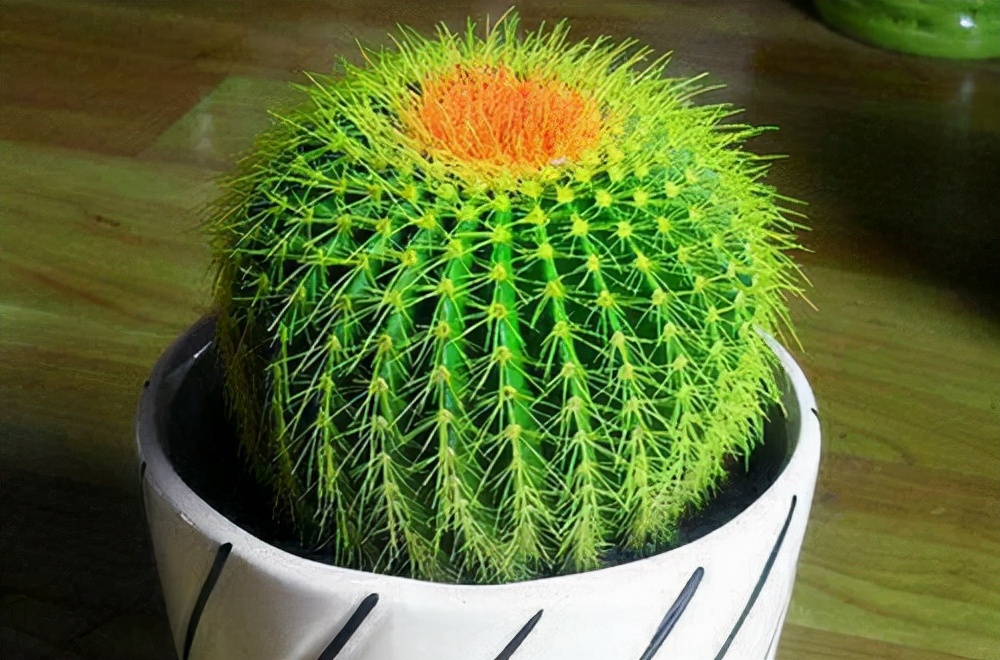 如何选择家中花卉植物盆栽,家庭常见的盆栽花卉的养护与管理