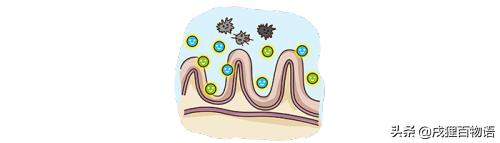 选狗粮,选狗粮的标准