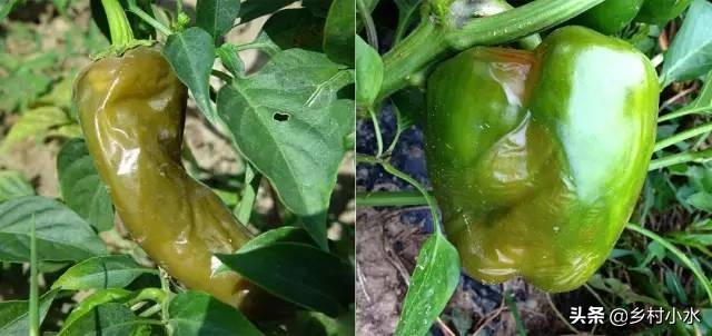 辣椒挂果会烂果是什么原因,16种辣椒病害辣椒爱坏怎么办