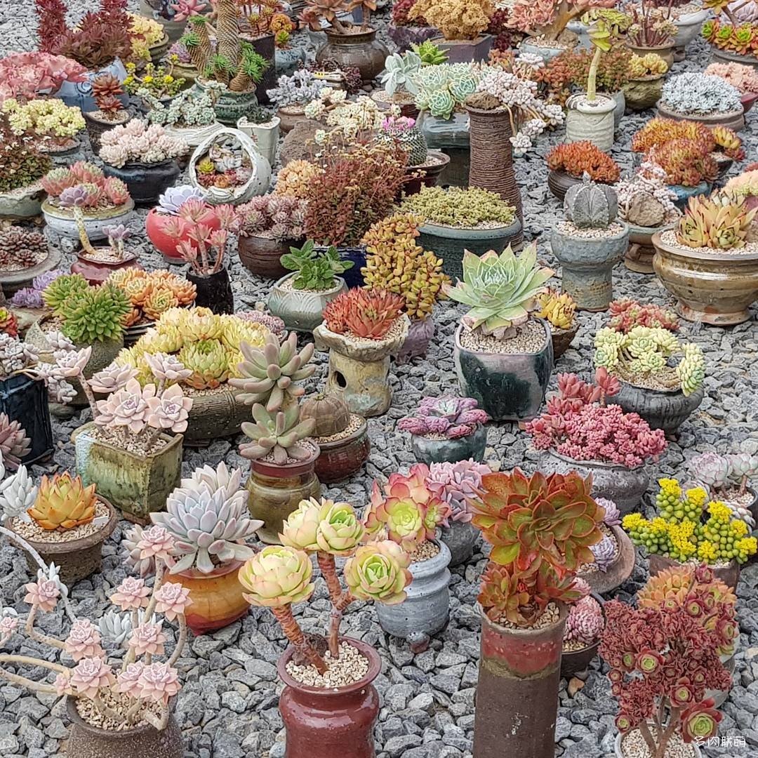 韩国大棚多肉,肉叔带你走遍韩国多肉大棚