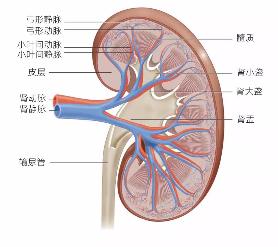 猫病视频,猫肾脏病视频大全