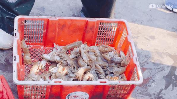 秦皇岛买海鲜去哪里,秦皇岛哪里买出海回来的海鲜