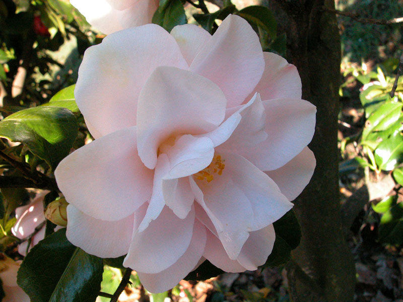 中国三十种名花图片大全,中国十大名花及花卉文化