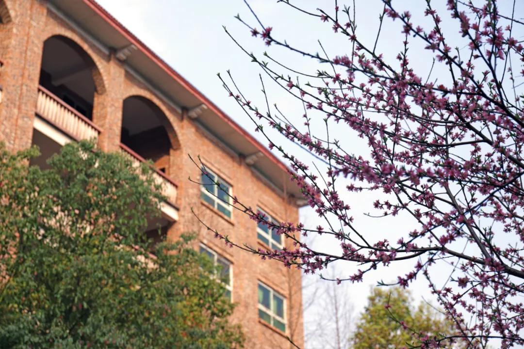 迎接校园里的百花齐放,教室窗外百花齐放