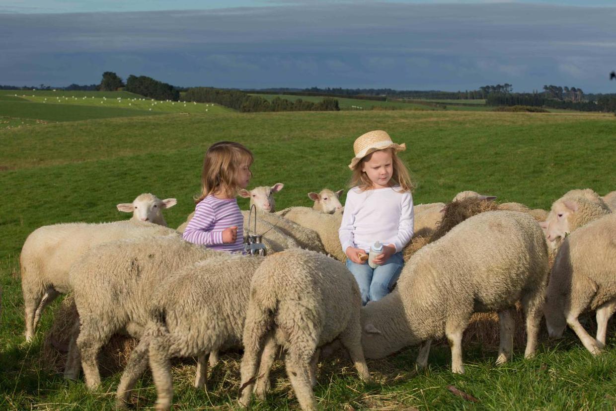 新西兰蓝河羊奶粉,正宗新西兰蓝河全脂羊奶粉