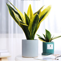 柠檬桂花茉莉花哪种可以驱蚊,室内盆栽植物带香桂花