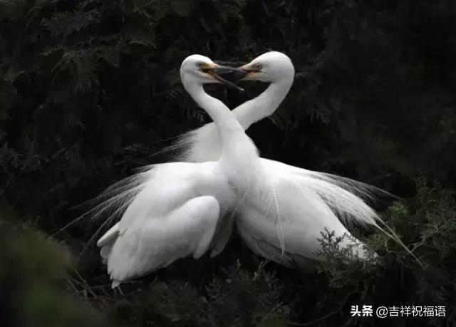 今天是6.4,夫妻日,百年一遇的吉祥日子,送给天下所有的夫妻