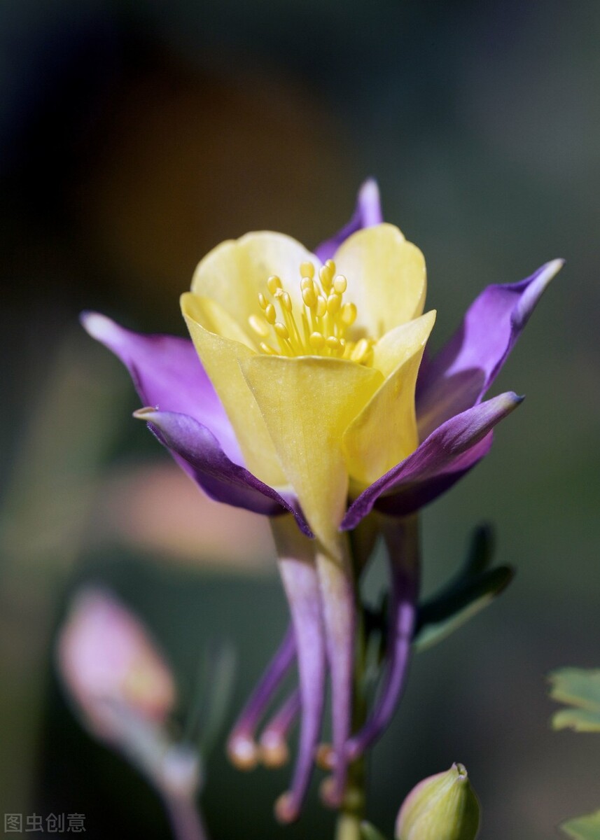 100种常见园林图鉴,列举20类不同的园林花卉