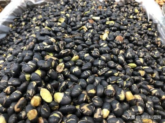 果蔬脆片都是油炸的吗,冻干果蔬脆片健康不健康