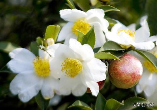 茶叶树和山茶油树的区别是什么,山茶花和茶油树区别图片大全