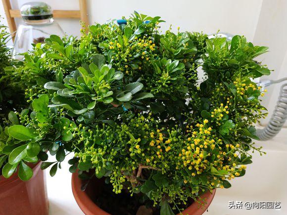 米兰冬天怎么养开花多,米兰花耐寒多少度