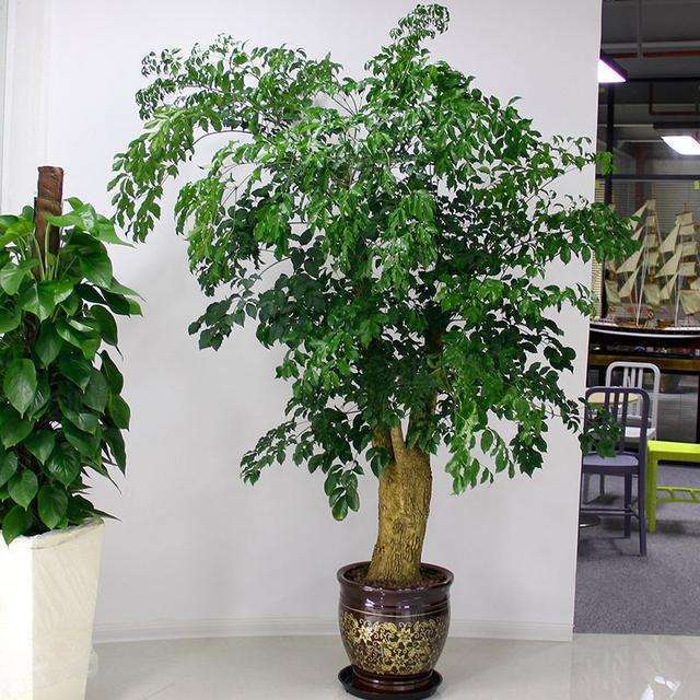 搬家买什么绿植招财,搬家买什么花旺财