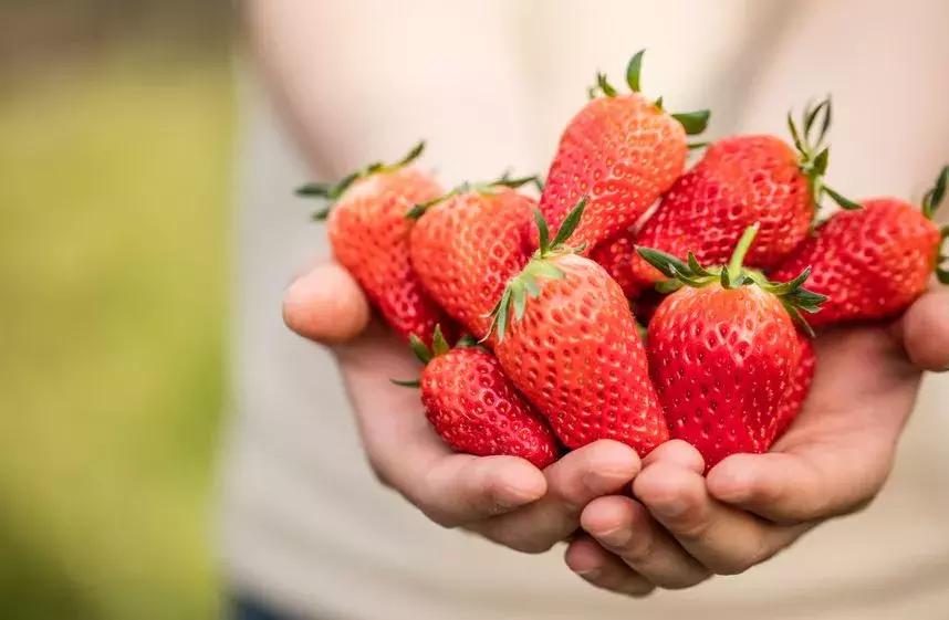 石家庄草莓采摘基地推荐,石家庄周边采摘园摘草莓