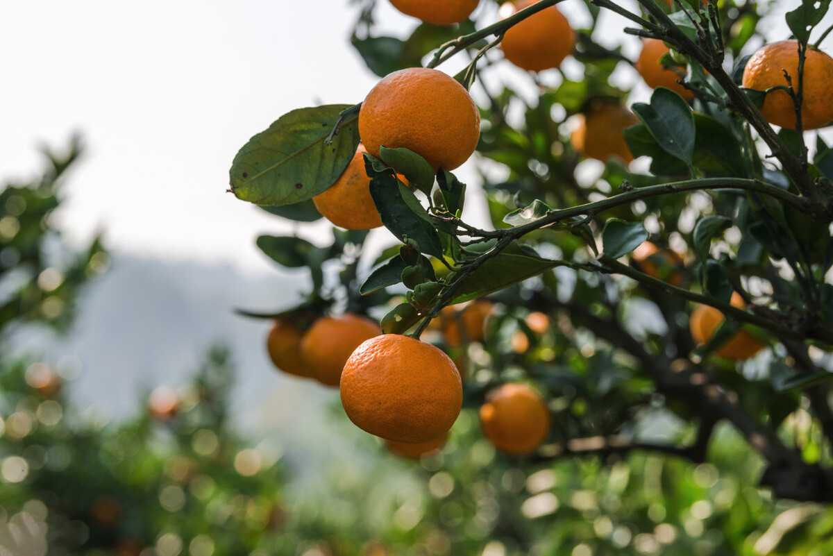 丑橘和耙耙柑有什么区别,耙耙柑和丑橘怎么区别
