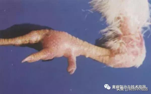 鸡严重葡萄球菌怎样治疗,鸡葡萄球菌感染怎么治疗效果最好