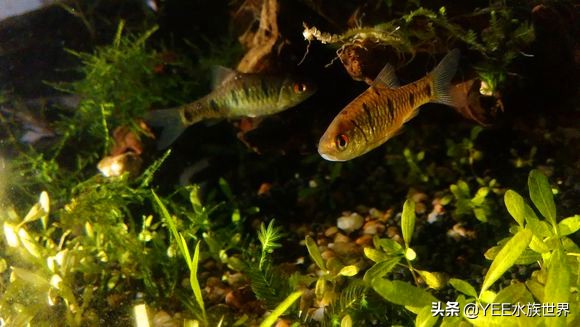 介绍一下新来的原生鱼条纹小鲃,条纹小鲃鱼什么品种最漂亮