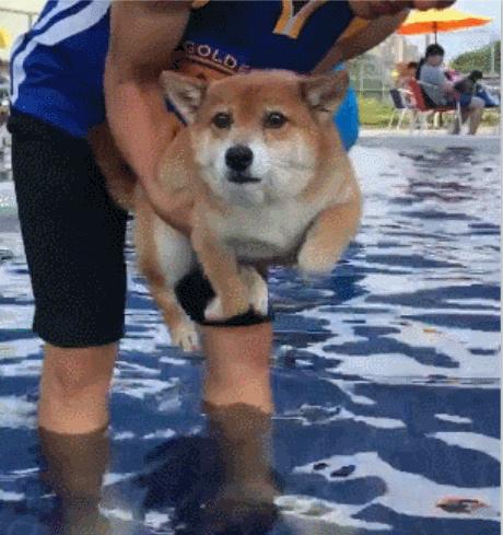 柴犬好养吗柴犬适合上班族养吗,普通人养柴犬需要注意什么