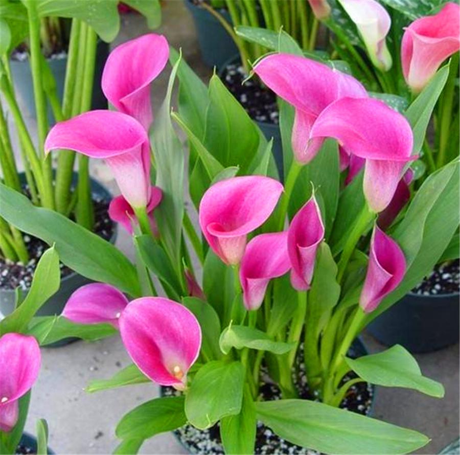 马蹄莲养了6年为什么不开花,可以快速爆盆的马蹄莲