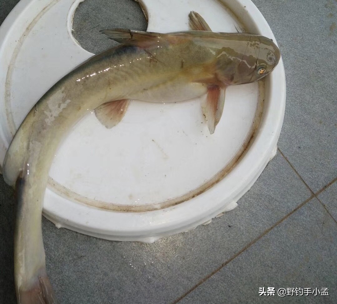 鮰鱼的钓法黑坑鮰鱼怎么钓最有效,怎么钓鮰鱼的正确方法和技巧