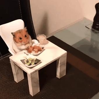 仓鼠与仓鼠之间是怎么交流的,怎么和仓鼠训练让仓鼠变得更亲密