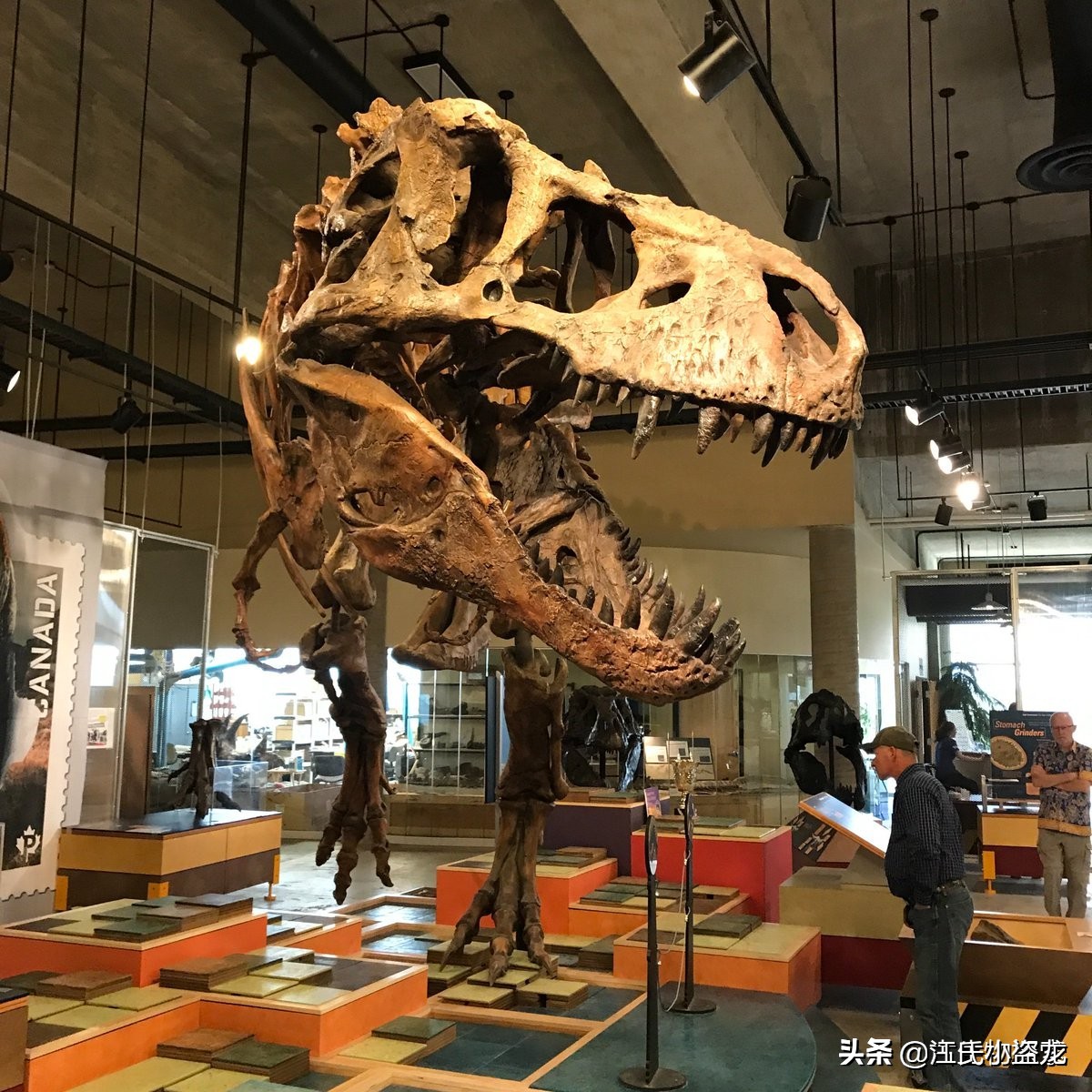 霸王龙的一生,霸王龙最关键的两个阶段