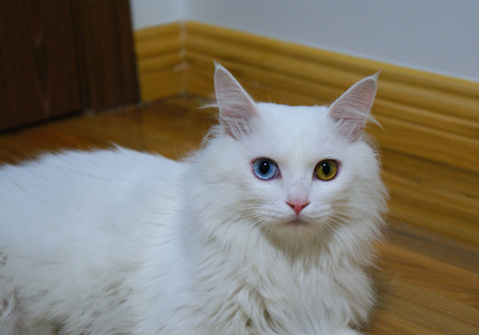 白毛蓝眼睛的猫咪是什么品种,白毛蓝眼睛的猫性格