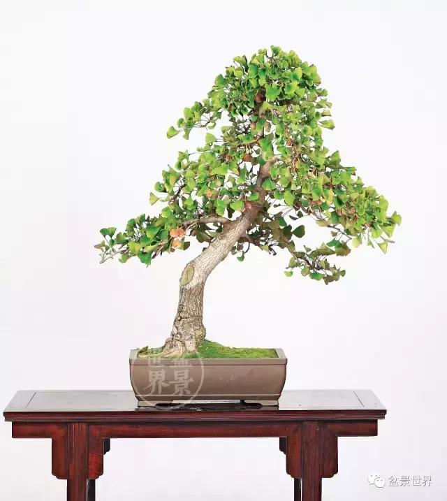 文人银杏树盆景造型参考图,银杏巨型老桩盆景