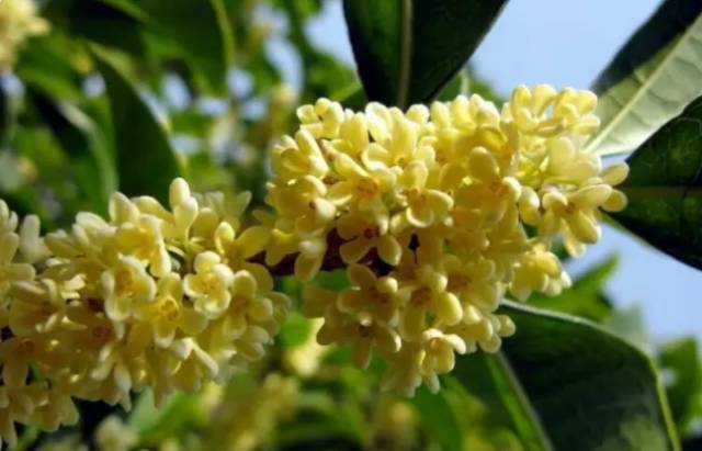 中国十大名花排行哪个是你的最爱,你知道中国十大名花是什么花吗