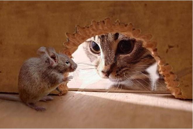 养什么猫可以带来好运,养什么猫会带来好运