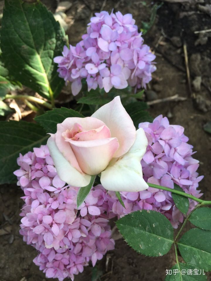 如何提升花种成活率,花种种植生活小技巧