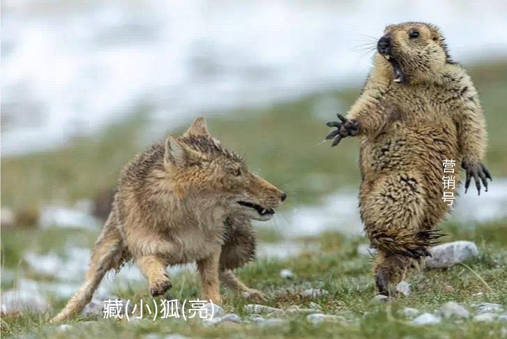 30个关于动物的冷知识,关于动物的冷知识50字