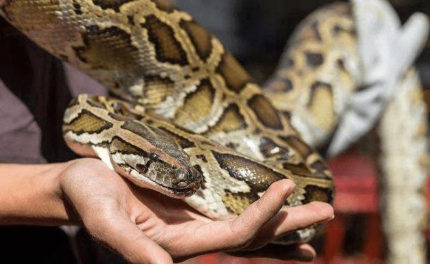 困电杆上的蟒蛇被救下，兽医说无治，爱蟒人精心救治，奇迹发生了