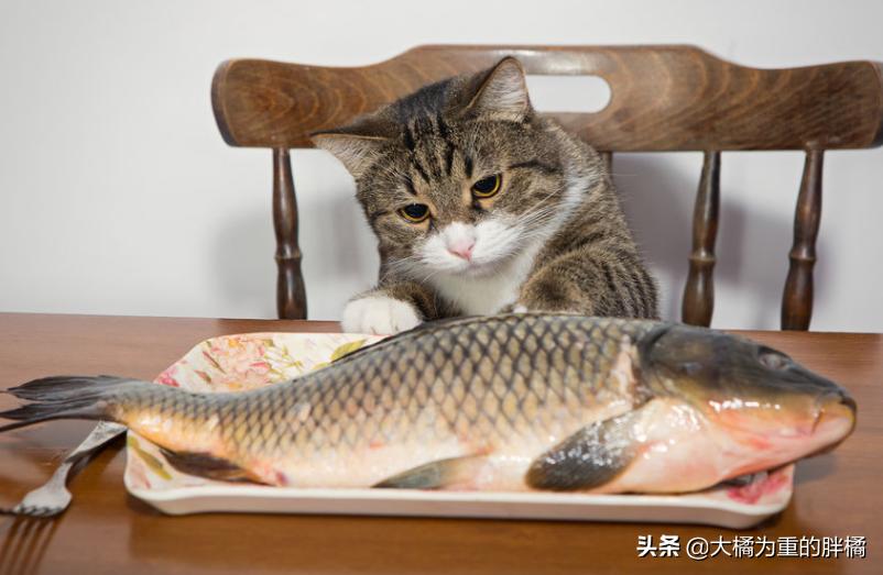 猫咪可以吃煎鱼会上火吗,猫咪可以吃鱼吗会不会卡住