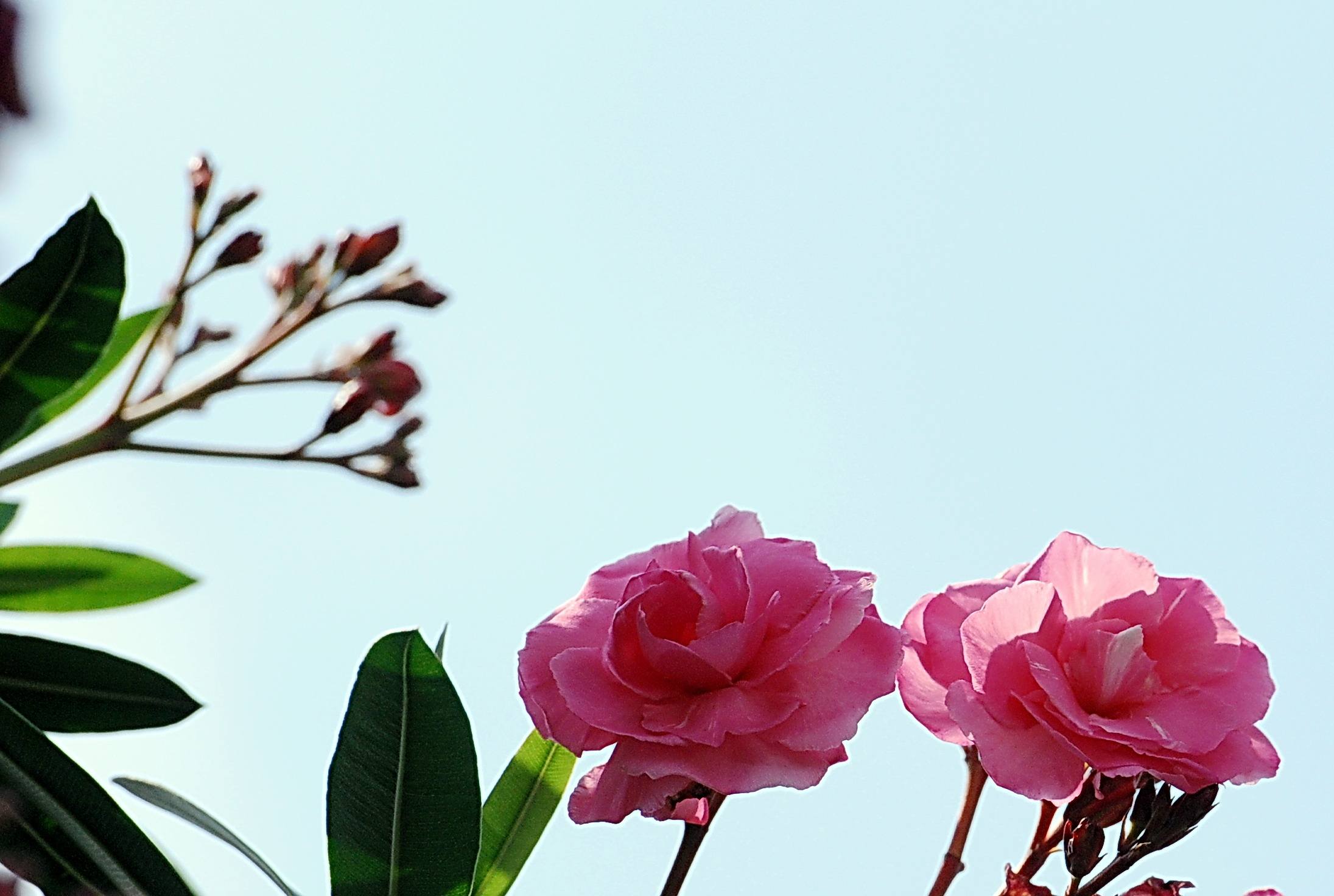 四种有毒花大家必须要了解,和金银花一样的有毒的花是什么