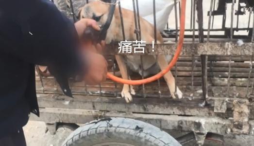 铁钳卡住头、水管直接插胃里狗贩：不给狗灌三四斤水怎么赚钱？