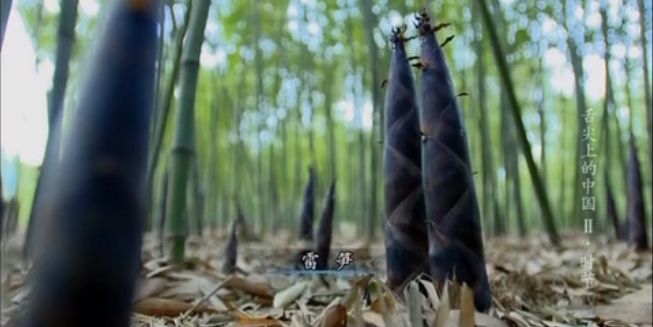 深圳南山竹海挖竹笋,深圳有游客挖竹笋